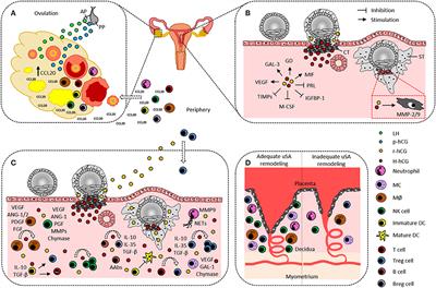 Human Chorionic Gonadotropin-Mediated Immune Responses That Facilitate Embryo Implantation and Placentation